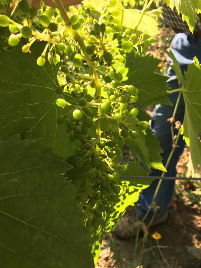 vegetative-state-of-the-vine-defoliation-fattoria-santo-stefano-1 - vines - Chianti Classico wine shop Greve