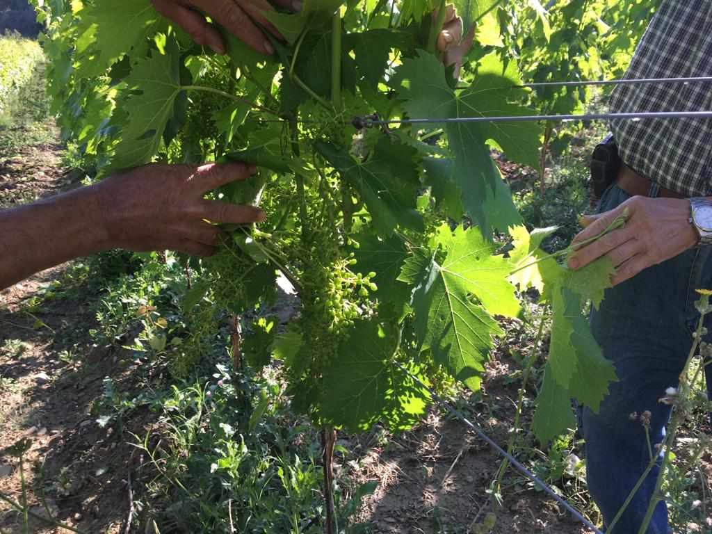 vegetative-state-of-the-vine-defoliation-fattoria-santo-stefano-4 - physically - Chianti Classico wine shop Greve