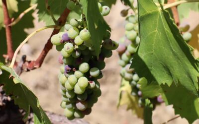 Our vines are already in the Veraison phase