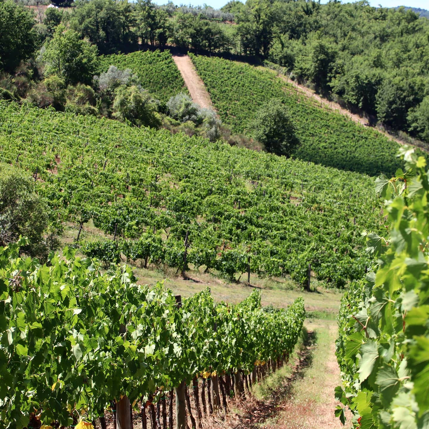 invaiatura-vite-fattoria-santo-stefano-3 - what - Chianti Classico wine shop Greve