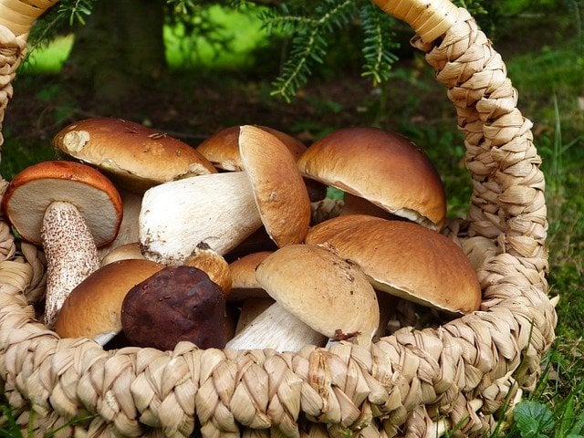 September: time for Porcini and Gran Selezione
