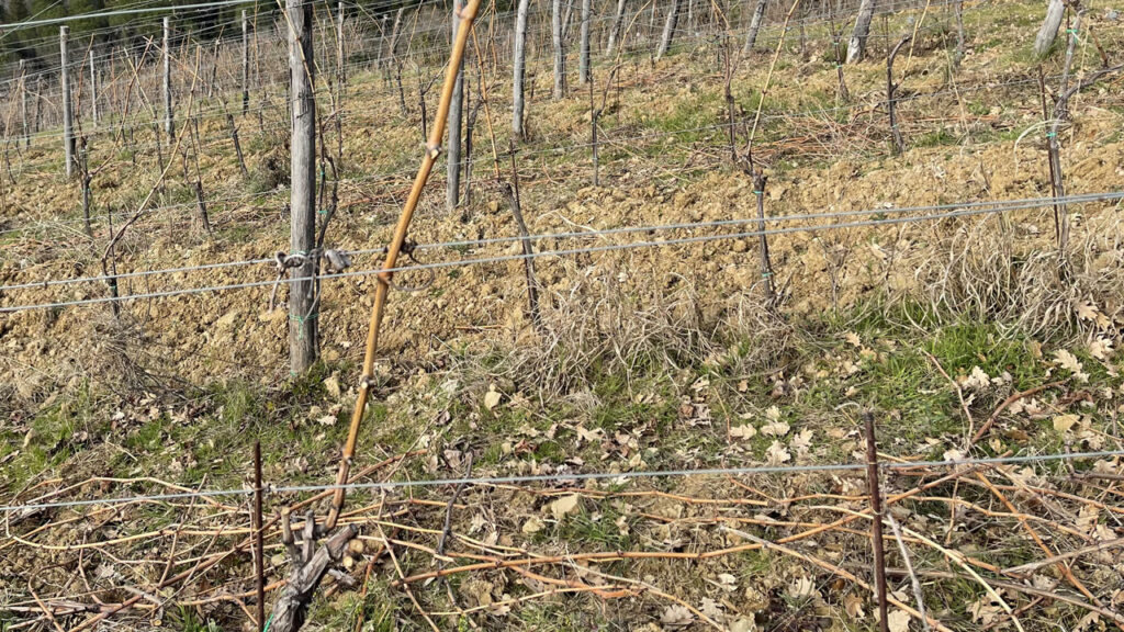 santo stefano potatura dopo x - agronomic - Chianti Classico wine shop Greve