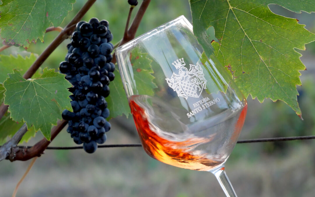 santo stefano settembre x - able - Chianti Classico wine shop Greve